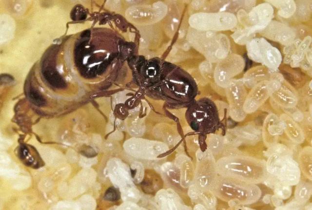 蚂蚁的天敌是什么动物 蚂蚁的克星是什么东西-第13张图片