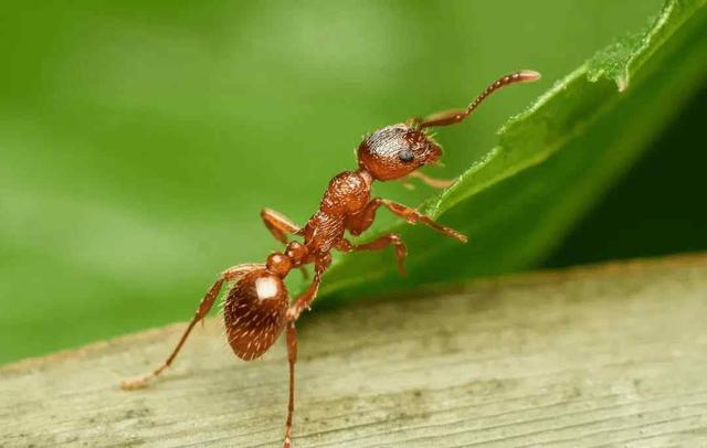 蚂蚁的天敌是什么动物 蚂蚁的克星是什么东西-第5张图片