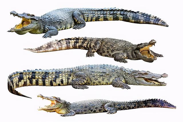 鳄鱼属于什么类的动物 鳄鱼的祖先是什么-第3张图片