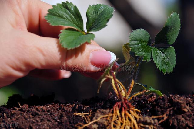 草莓的种植方法和技术 草莓种植技术及日常管理-第2张图片