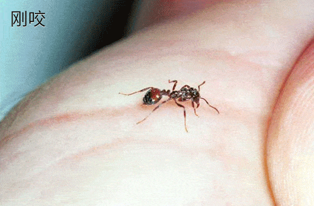 蚂蚁的天敌是什么动物 蚂蚁的克星是什么东西-第3张图片