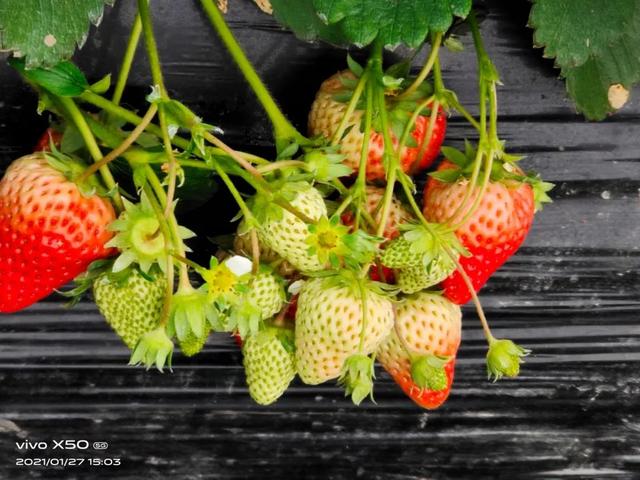 种草莓是什么意思 种草莓就代表做过了吗-第1张图片