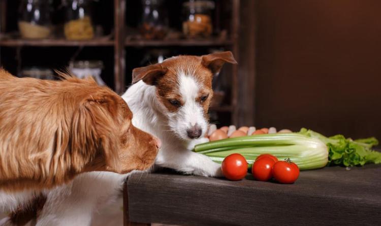狗狗能吃韭菜吗(狗狗吃了一点熟韭菜怎么办)