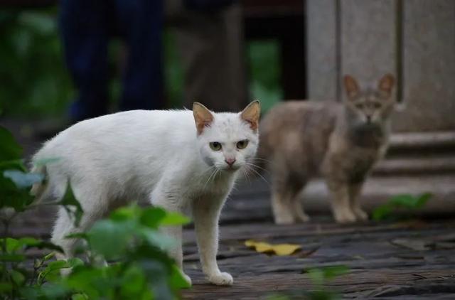 国际猫咪日是哪一天（中国爱猫日是哪一天）-第2张图片