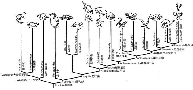 鳄鱼属于什么类的动物 鳄鱼的祖先是什么-第4张图片