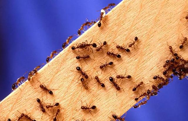 蚂蚁的天敌是什么动物 蚂蚁的克星是什么东西-第6张图片