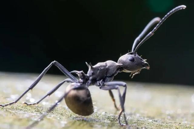 蚂蚁的天敌是什么动物 蚂蚁的克星是什么东西-第9张图片