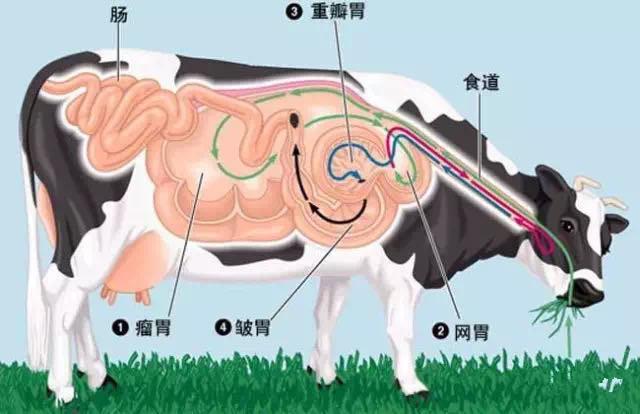 反刍动物有哪些（兔子为什么是反刍动物）-第1张图片