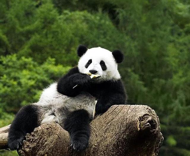 熊猫降级为二级保护动物了吗（大熊猫一只多少元）-第2张图片
