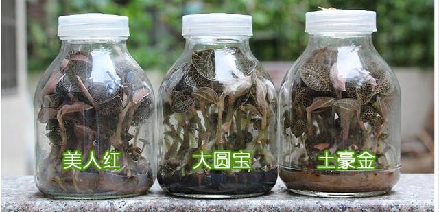 金线莲种植技术方法（金线莲种子多少钱一公斤）