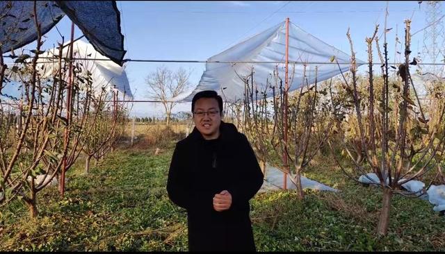 红提葡萄种植技术 一亩大棚葡萄一年利润-第1张图片