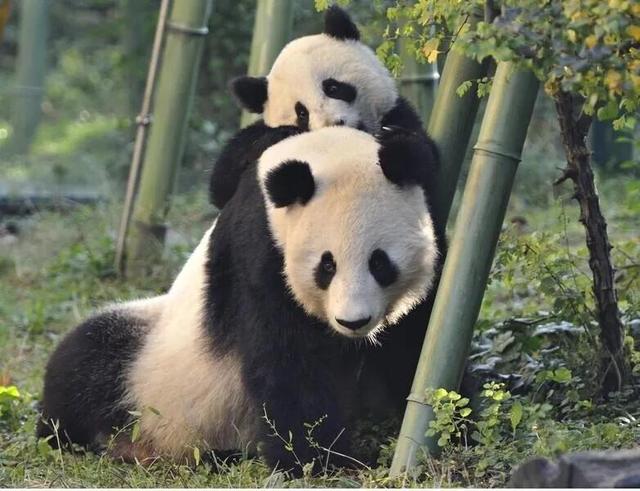 熊猫降级为二级保护动物了吗（大熊猫一只多少元）-第1张图片
