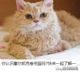 猫的品种及价格（三十种常见品种猫的合理价格）-第12张图片