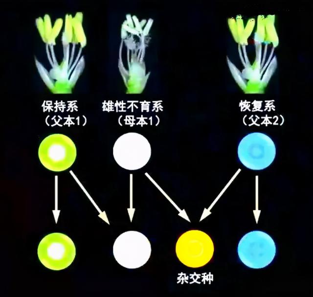 杂交水稻什么时候问世 我们为什么不吃杂交水稻-第4张图片