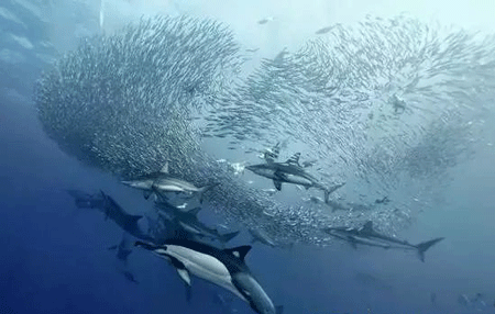 鲨鱼为什么怕海豚（鲨鱼怕海豚的原因是什么）-第3张图片