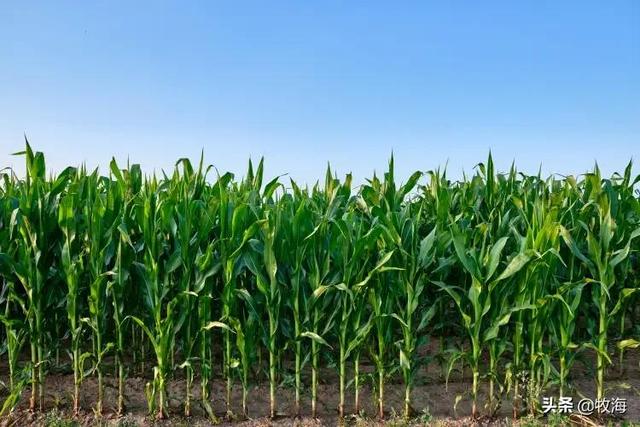 玉米亩产纪录刷新（亩产2600斤玉米品种）-第11张图片