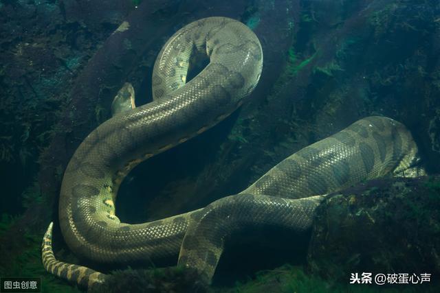 鳄鱼属于什么类动物（鳄鱼两栖类还是爬行类）-第8张图片