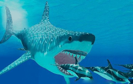 鲨鱼为什么怕海豚（鲨鱼怕海豚的原因是什么）-第4张图片