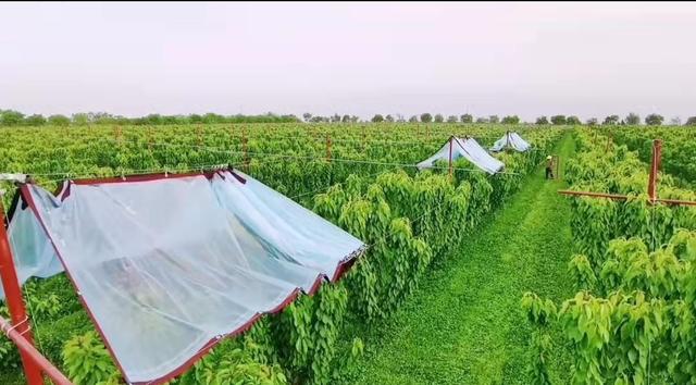 红提葡萄种植技术 一亩大棚葡萄一年利润-第4张图片
