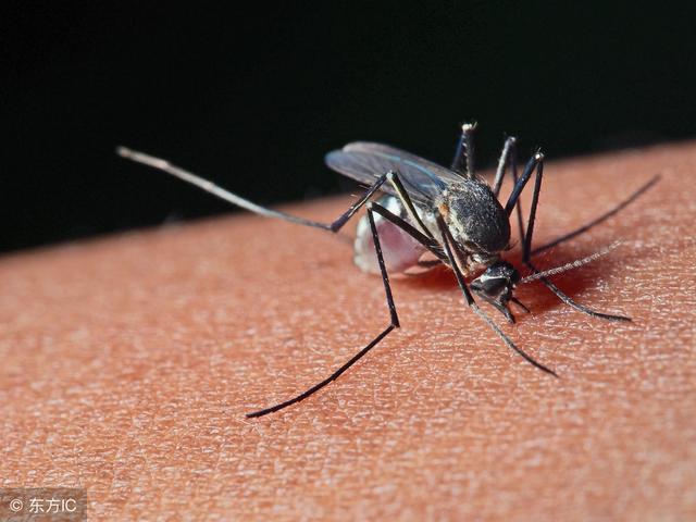 什么血型的人最招蚊子（b型血为什么叫贵族血）-第4张图片