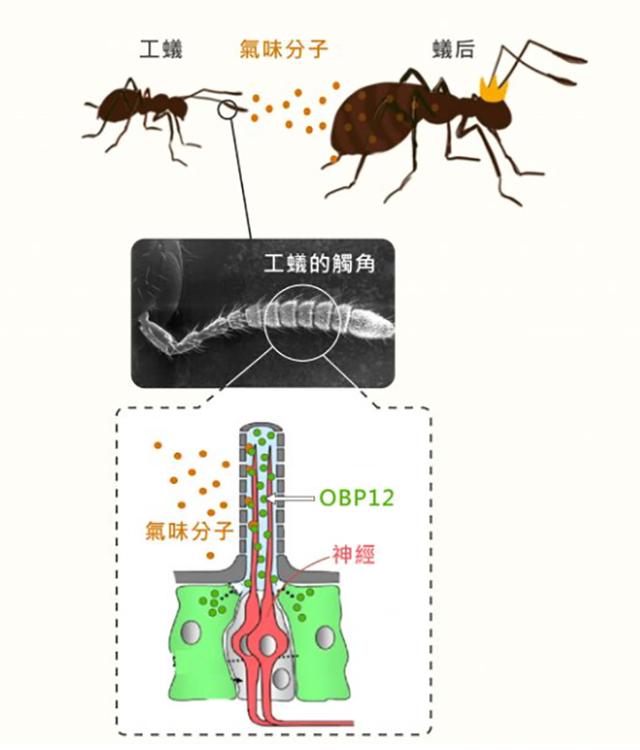 蚂蚁的天敌是什么动物 蚂蚁的克星是什么东西-第16张图片