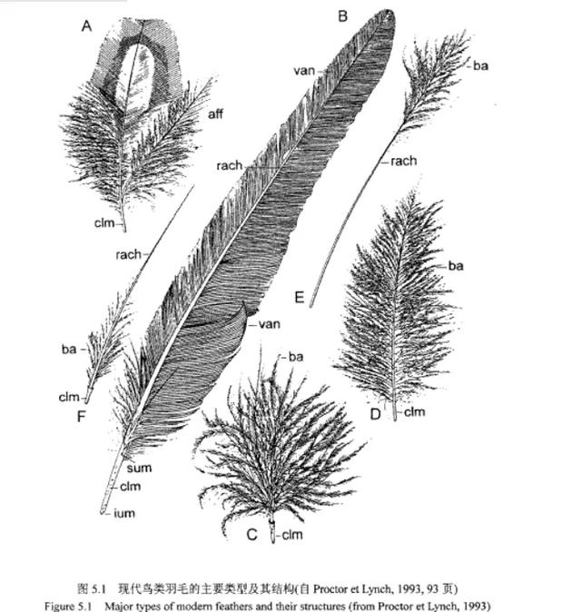 羽毛球大多是什么羽毛制成的（羽毛球制作材料）-第2张图片