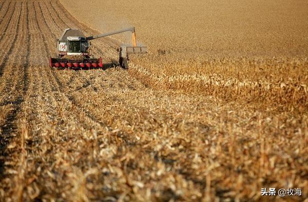 玉米亩产纪录刷新（亩产2600斤玉米品种）-第8张图片