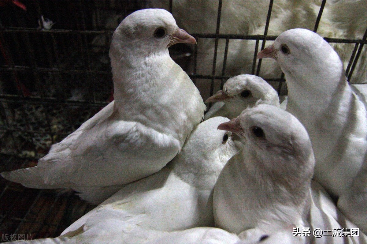 养10对鸽子一年的利润（肉鸽养殖的成本和利润）-第2张图片
