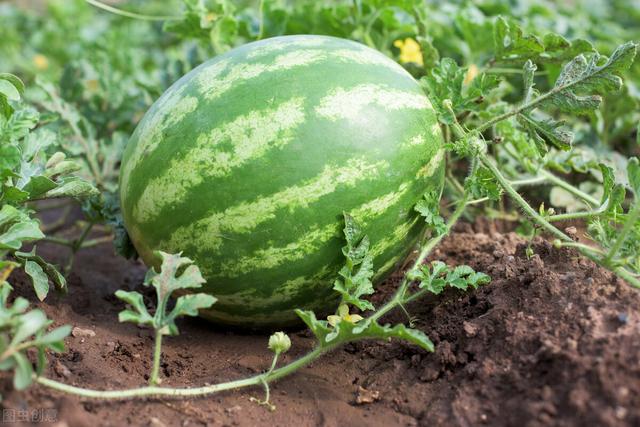 西瓜种植方法和技术 七月份可以种西瓜吗-第5张图片