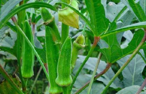 黄秋葵的种植方法 黄秋葵高产栽培技术-第3张图片