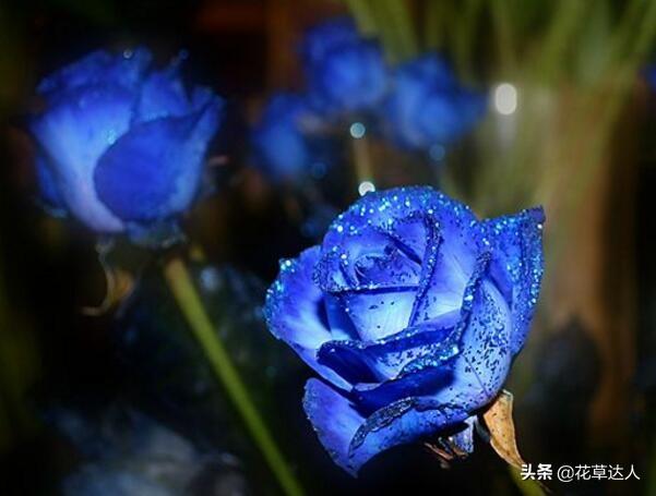 蓝色妖姬的花语（蓝色妖姬花代表什么寓意）-第2张图片
