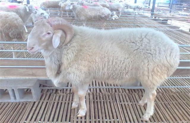 奶山羊养殖技术 养羊50只一年赚多少钱-第3张图片