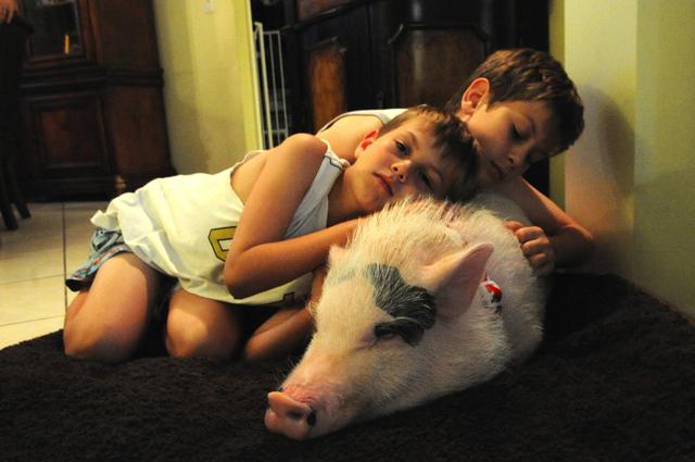 猪的寿命有几年 猪的智商相当于人几岁-第10张图片