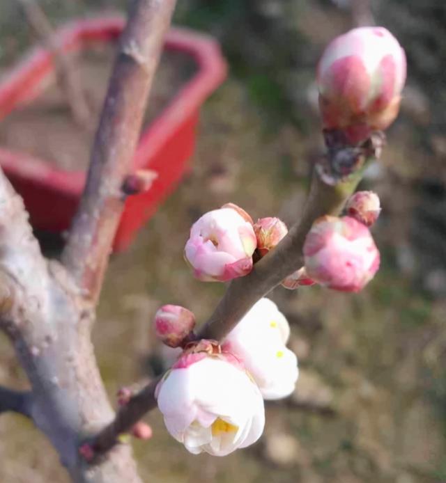 花中四君子是指什么（花中君子后面四个字）-第3张图片