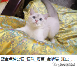 猫的品种及价格（三十种常见品种猫的合理价格）-第8张图片