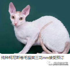 猫的品种及价格（三十种常见品种猫的合理价格）-第11张图片