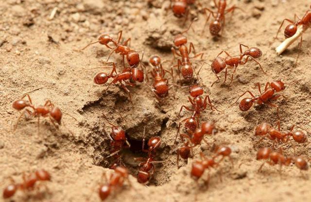 蚂蚁的天敌是什么动物 蚂蚁的克星是什么东西-第12张图片