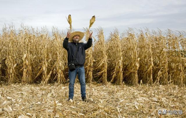 玉米亩产纪录刷新（亩产2600斤玉米品种）-第10张图片