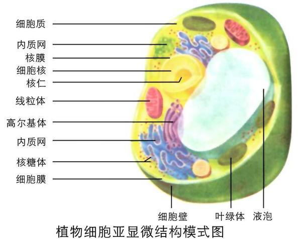 细胞核结构平面图图片