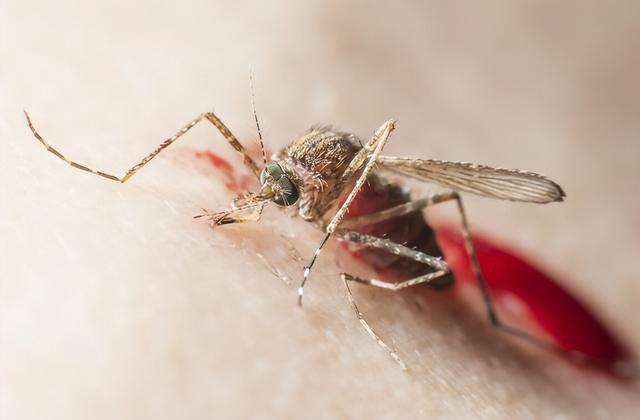 为什么有些人招蚊子 爱被蚊子咬是什么体质-第1张图片