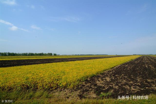 北大荒在哪个省为何叫北大荒（有多少知青死在北大荒）
