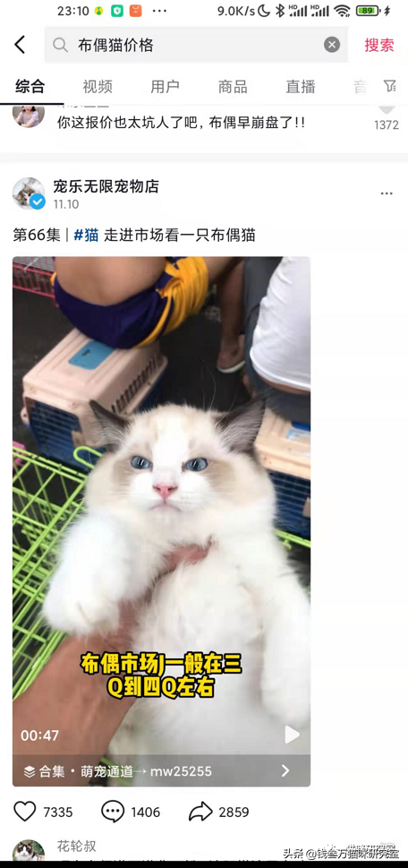 猫的品种及价格（三十种常见品种猫的合理价格）-第17张图片