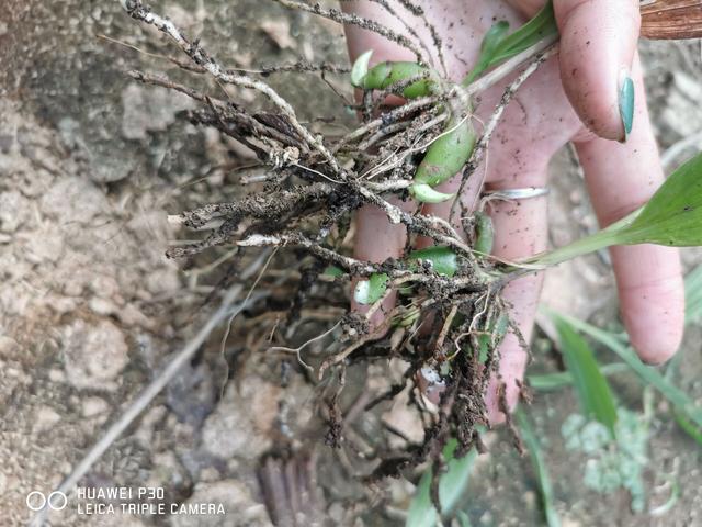 白芨种植技术和栽培（白芨适合什么地方种植）-第2张图片