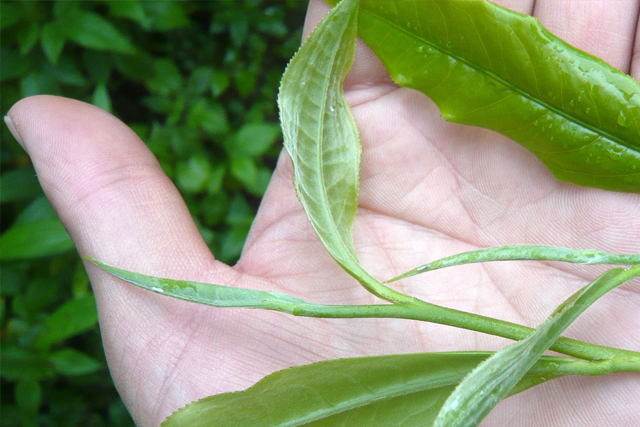 普洱茶烟要你命三千（普洱茶烟香来源）-第4张图片