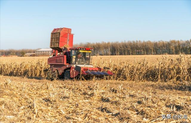玉米亩产纪录刷新（亩产2600斤玉米品种）-第3张图片