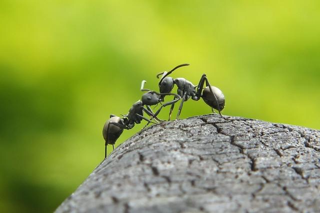 蚂蚁的天敌是什么动物 蚂蚁的克星是什么东西-第7张图片