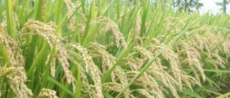 五谷中的菽是指什么 稻,黍,稷,麦,菽分别是什么东西-第2张图片