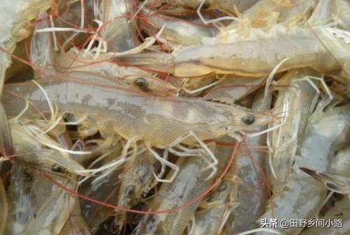 淡水小龙虾养殖技术 淡水虾养殖的条件-第2张图片