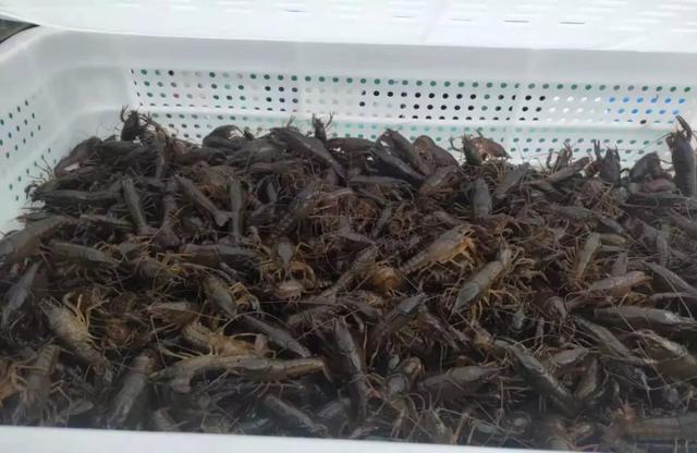 安徽龙虾养殖技术 江苏养虾-第5张图片