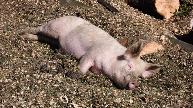 猪的寿命有几年 猪的智商相当于人几岁-第6张图片